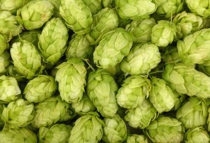 Los Mejores Lúpulos para Cervezas IPA: Citra, Simcoe y Más