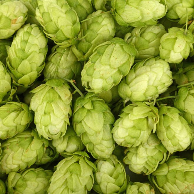 Los Mejores Lúpulos para Cervezas IPA: Citra, Simcoe y Más