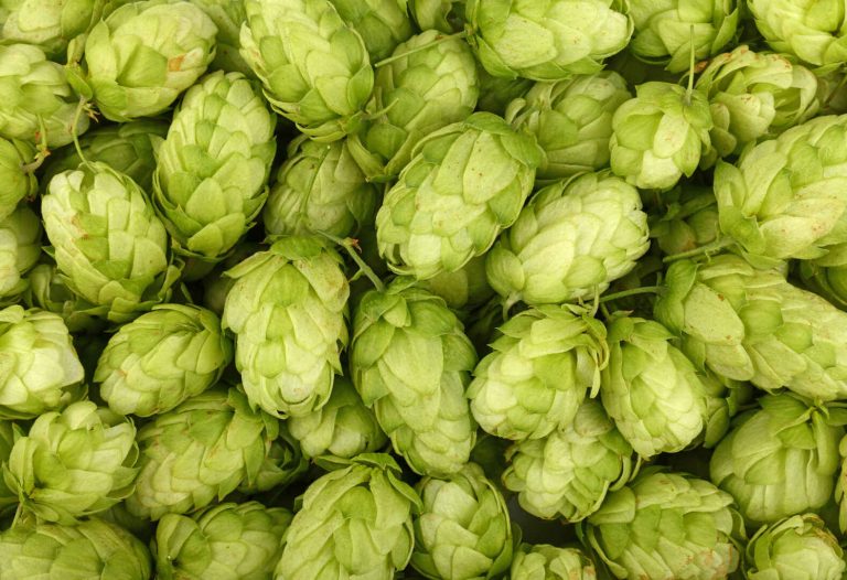 Los Mejores Lúpulos para Cervezas IPA: Citra, Simcoe y Más